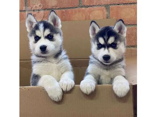 PoulaTo: Πωλούνται αξιολάτρευτα κουτάβια Husky Siberian